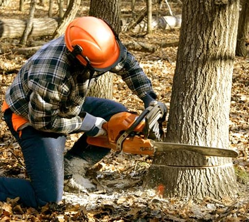 Tree Removal in Esbon, KS